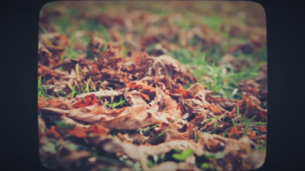 Green grass covered with foliage