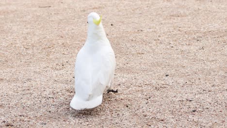 a cockatoo walking on a gravel path