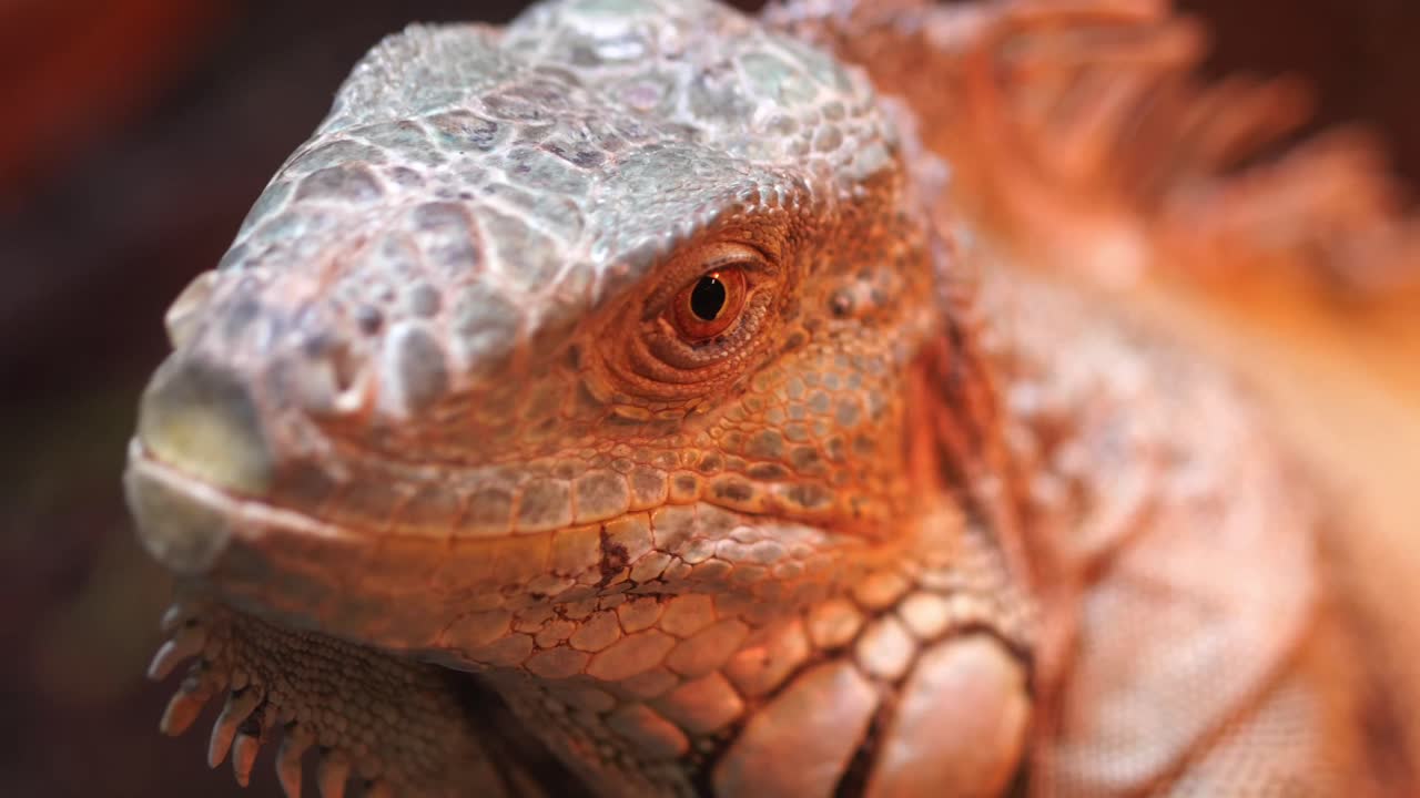 крупный план игуаны