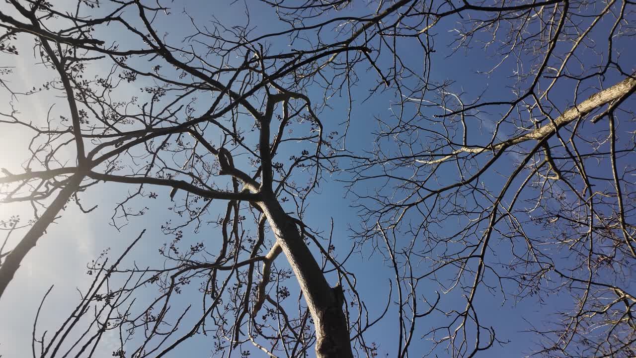 Solstício de inverno e mudança sazonal mostrando galhos de árvores despidos olhando para um céu azul claro