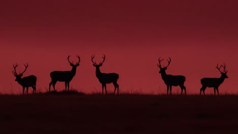 silhouetted deer: a serene scene against a dramatic red twilight sky captures the majestic presence of these elegant creatures in their natural habitat