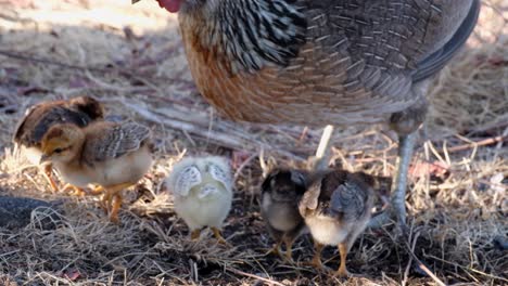 cute little chicks and a mother hen chicken