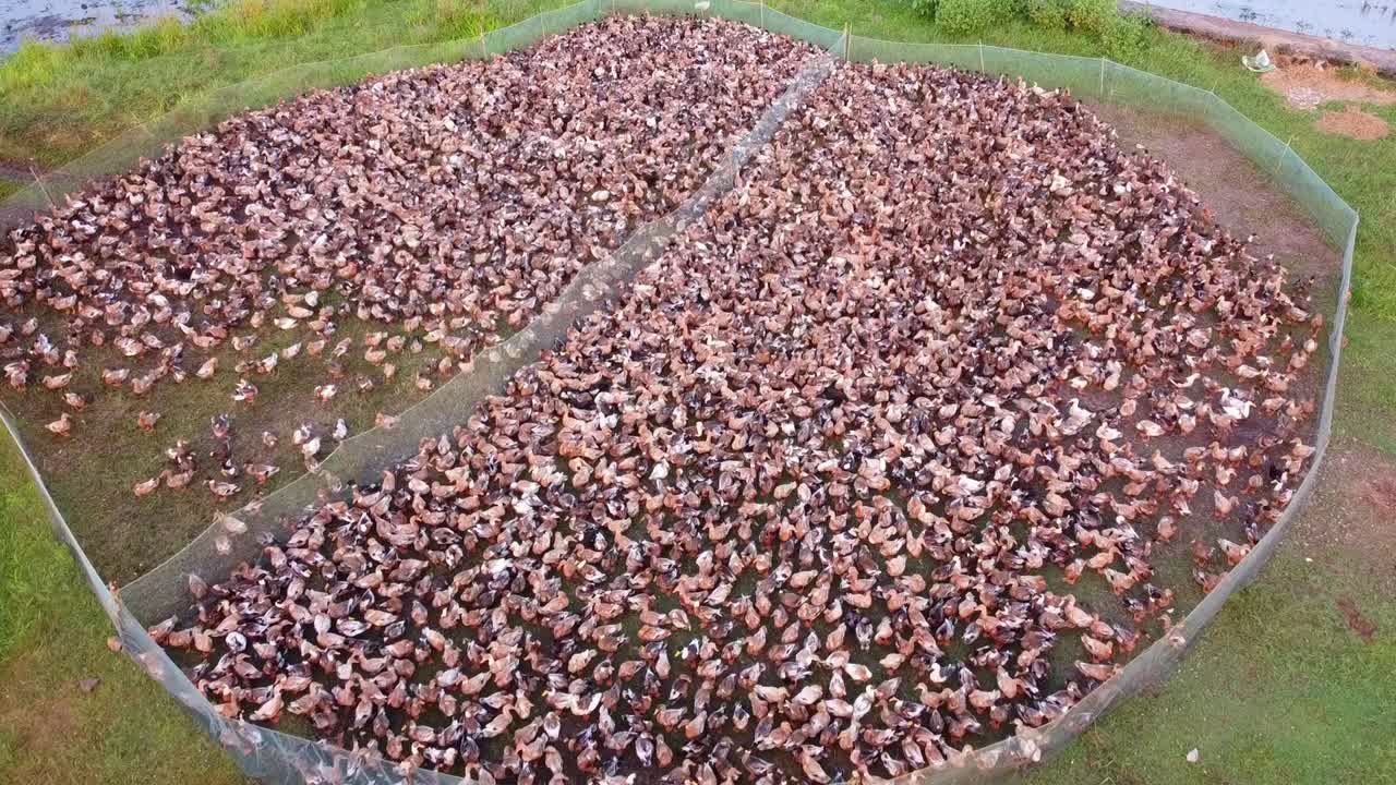 Aerial view of thousands of ducks in a farm enclosure, mass duck farming in Kerala, India