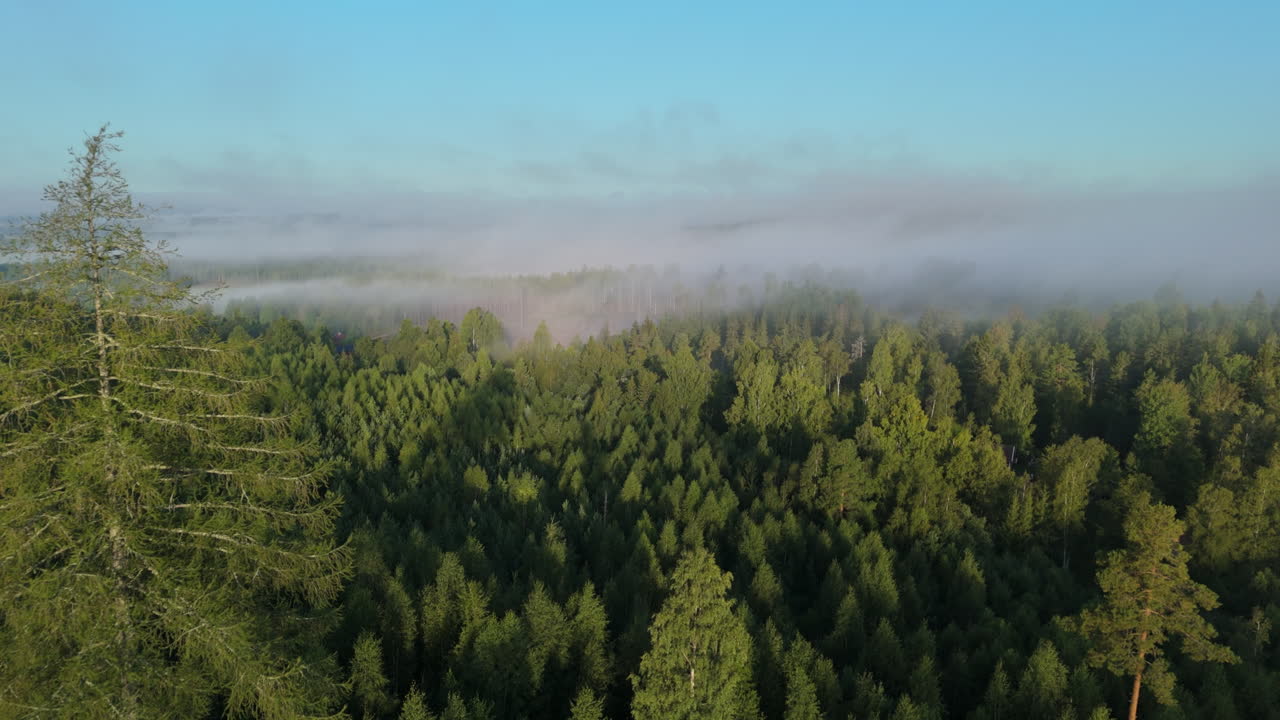 Tranquil aerial flight over canopy of vast Swedish forest with low hanging mist