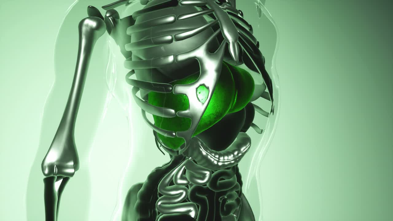 modelo de hígado humano con todos los órganos y huesos