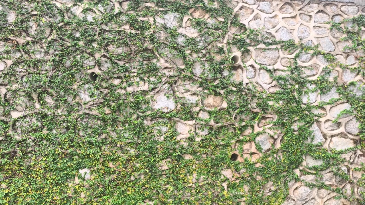 Il Ficus pumila cresce su una struttura solida. Il fico rampicante copre completamente la superficie in pietra. Questa pianta lussureggiante crea una vista paesaggistica unica e bellissima