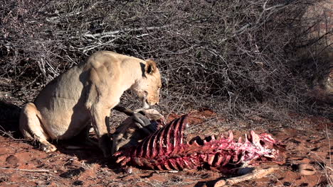 a lioness pulls, tears and licks the remains of an antelope carcass