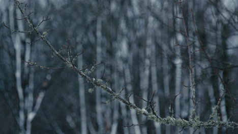 Rama-De-Detalle-Abstracto-Con-Líquenes-Y-Nieve-En-El-Bosque