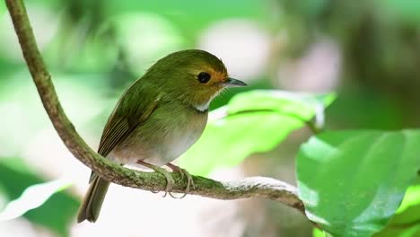 camera zooms out while this individual is perching on a vine under the foliage deep in the jungle, white-gorgeted flycatcher anthipes monileger, thailand