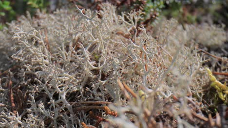 Arctic-Tundra-lichen-moss-close-up.-Cladonia-rangiferina,-also-known-as-reindeer-cup-lichen.