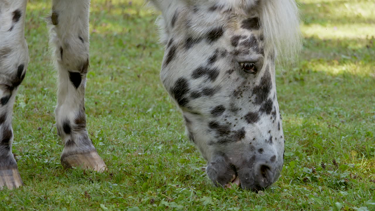 cámara lenta de caballo blanco con manchas negras pastando en la pradera en el desierto - linda melena blanca ondeando en el viento