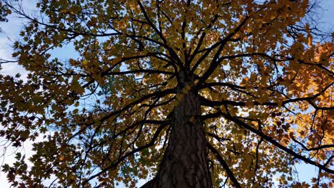 upward angle video of a tree with autumn leaves against a blue sky, capturing the beauty of nature
