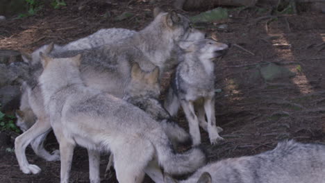 Fauna-Canadiense---Manada-De-Lobos-Juegan-Luchando-En-Cámara-Lenta