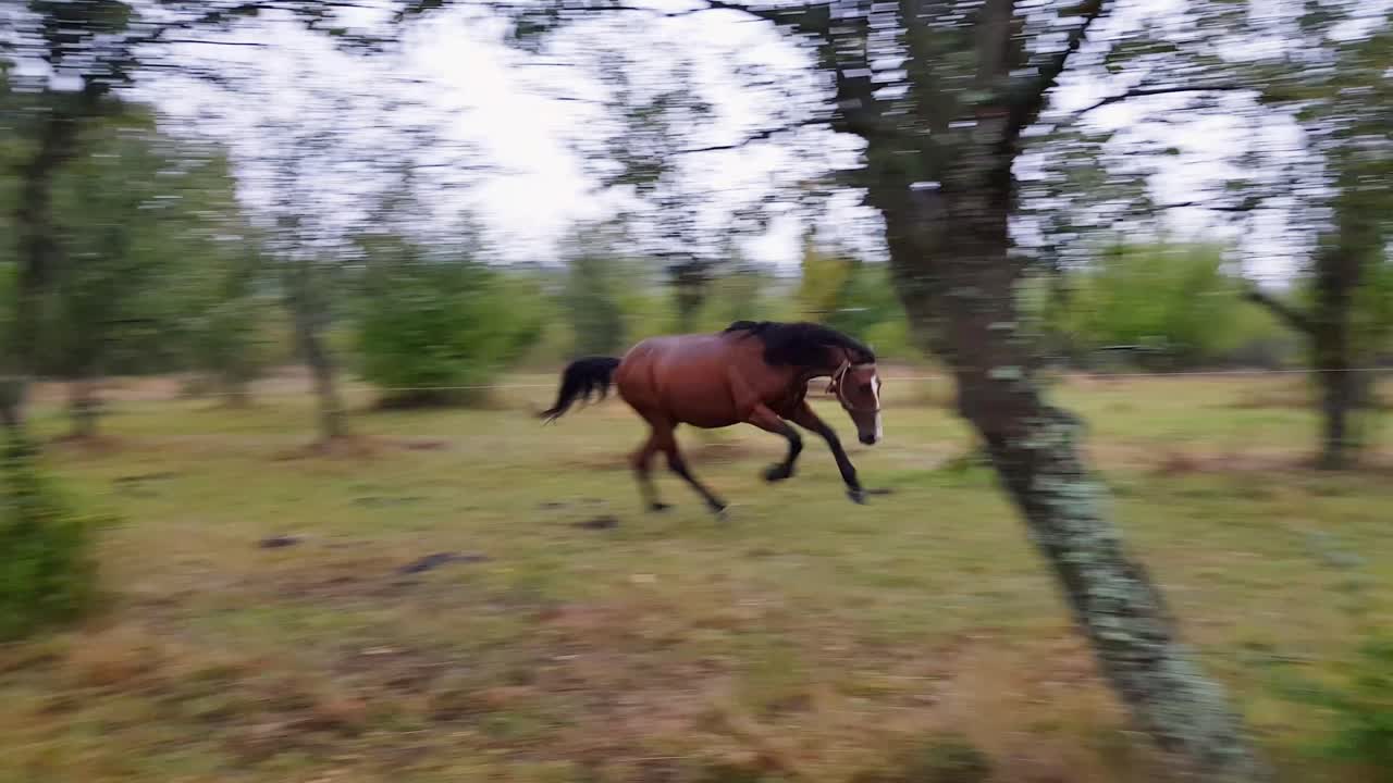 Ung hest løber mellem træer i blommehave, Omurtag, Bulgarien - 30. september 2018