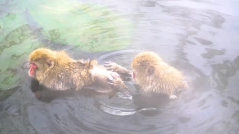 japanese snow monkeys cleaning each other while soaking in hot springs