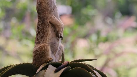 meerkat standing alert amidst lush greenery