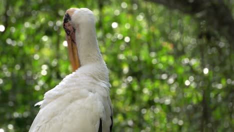 Close-up-Milky-Stork-Mycteria-cinerea