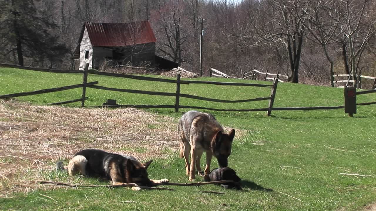 독일 셰퍼드 개는 막대기를 가지고 노는 시골 들판에 앉아 있다