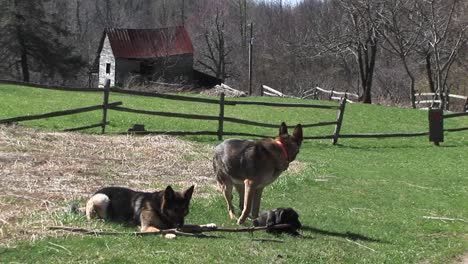 Los-Perros-Pastores-Alemanes-Se-Sientan-En-Un-Campo-Rural-Jugando-Con-Un-Palo