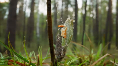 Grey-cocoon-with-insect-hangs-on-web-on-young-shoot-in-wood