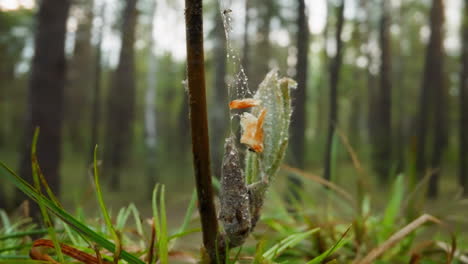 capullo gris con insectos cuelga en la red en un brote joven en madera