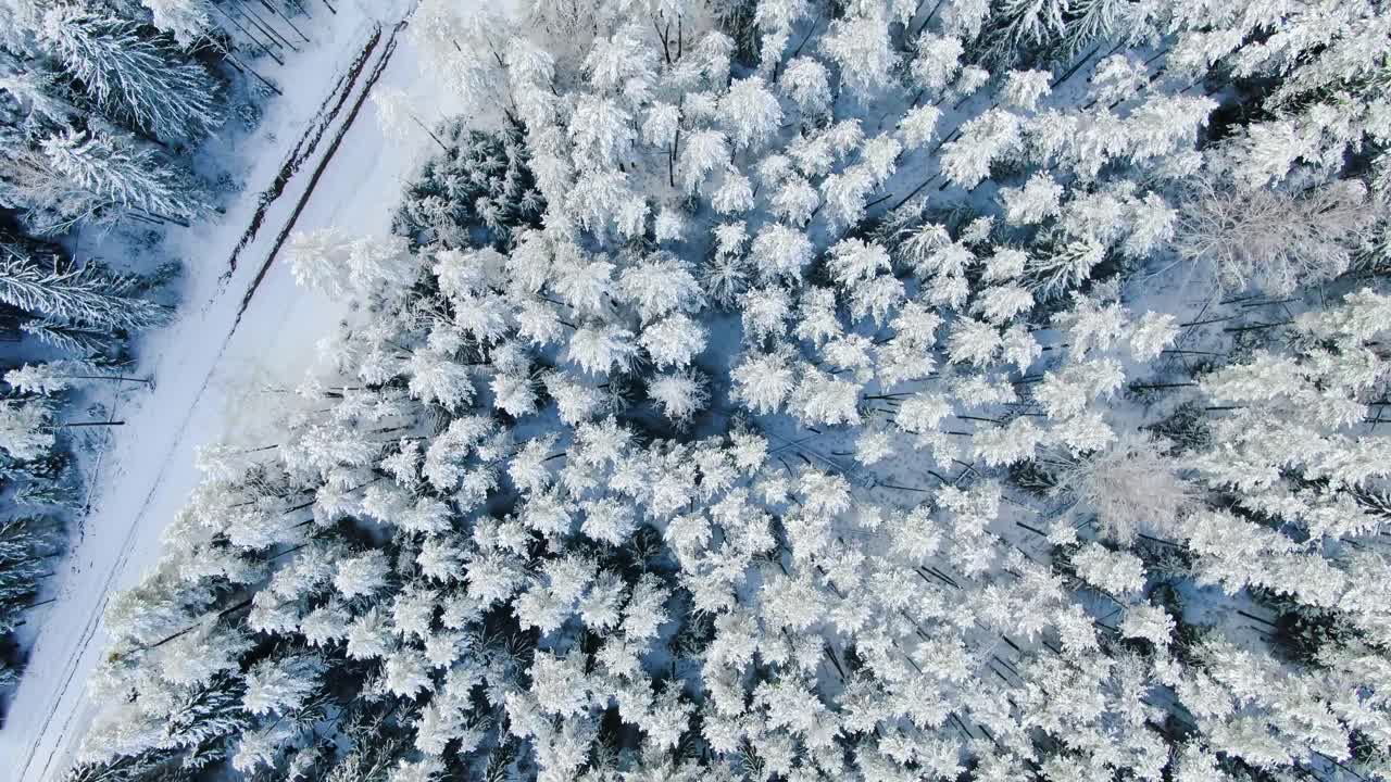 Sneklædt skov luftfoto