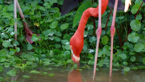 flamingo feeding