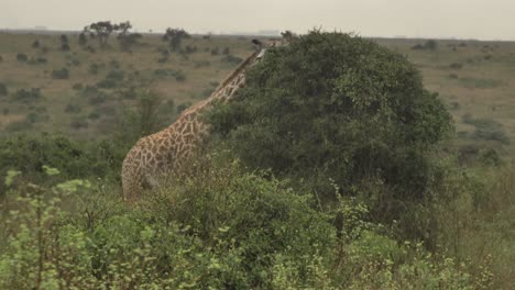 este video trata sobre jirafas en el parque nacional de vida silvestre de kenia que viven y comen de los arbustos.