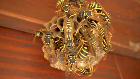 group of wasps working on their nest home