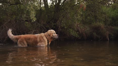 dog on a river during a sunny day