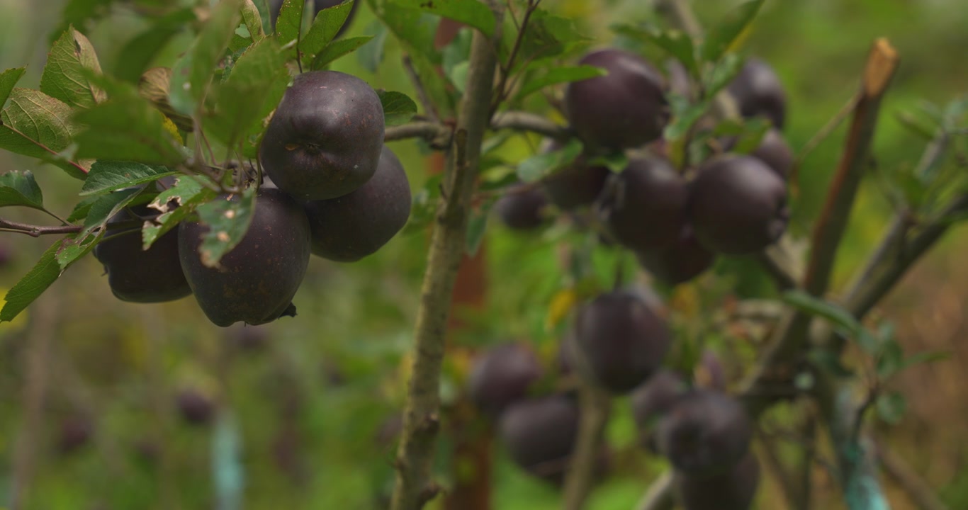 Circuito dell'Annapurna, Manang, Nepal, primo piano di una mela Black Diamond scura e matura appesa a un ramo d'albero in un frutteto ad alta quota