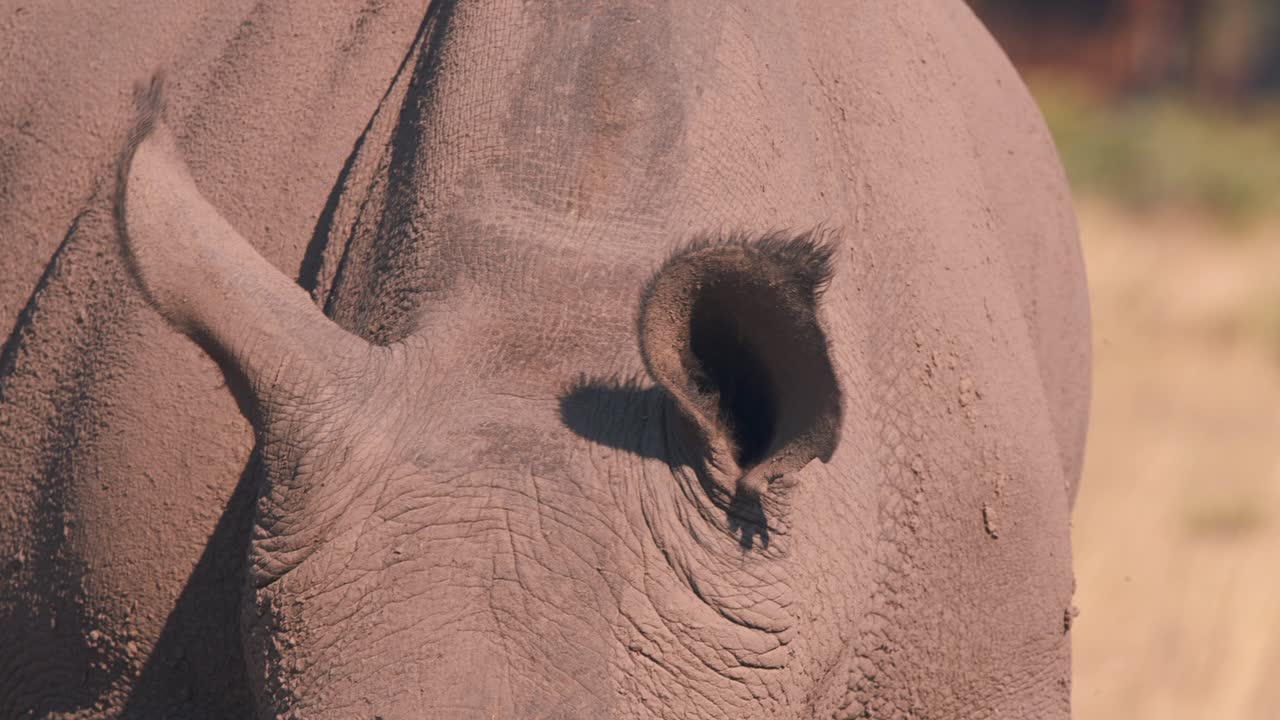 cerca de orejas de rinoceronte blanco con cerdas, sabana africana