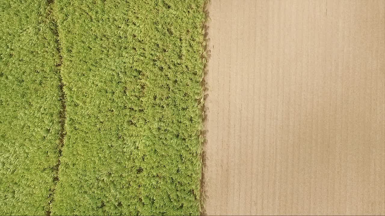 campos verdes de caña de azúcar cosechados en la zona rural del interior de la isla de mauricio en un día soleado