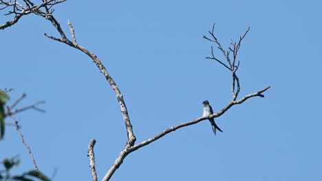 Auf-Einem-Kahlen-Ast-Sitzend-Gesehen,-Während-Er-Sich-Umschaut-Und-Seinen-Körper-Bewegt,-Ein-Vogel,-Der-Darüber-Fliegt,-Graubüscheliger-Baumwift-Hemiprocne-Longipennis,-Kaeng-Krachan-Nationalpark,-Thailand