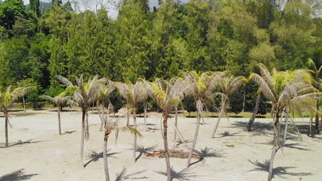 drone flying close to palm trees