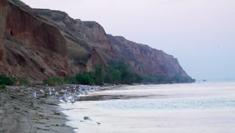 Ein-Schwarm-Möwen-Am-Strand-Am-Morgen-Aus-Nächster-Nähe