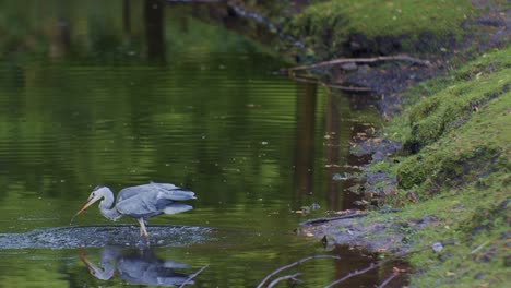 un animal pájaro garza atrapa peces en el agua