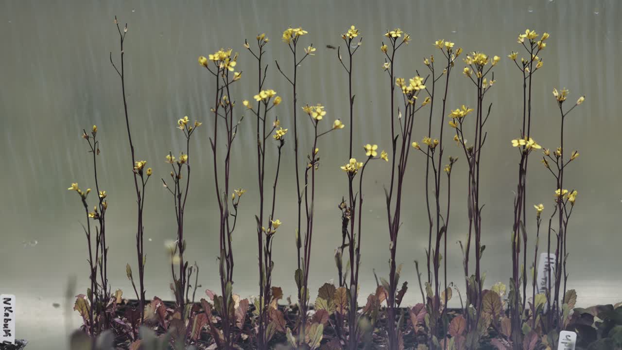 높고 자랑스러운 hon tsai tai의 줄, 일반적으로 보라색 choy sum로 알려져 있습니다.