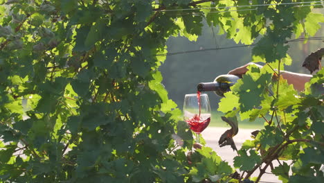 red wine pouring in glass at vineyards vine grapes in langhe, piedmont italy