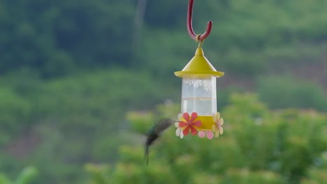 Metraje-De-Desenfoque-De-Movimiento-Tranquilo-Para-Colibrí-De-Uso-De-Fondo