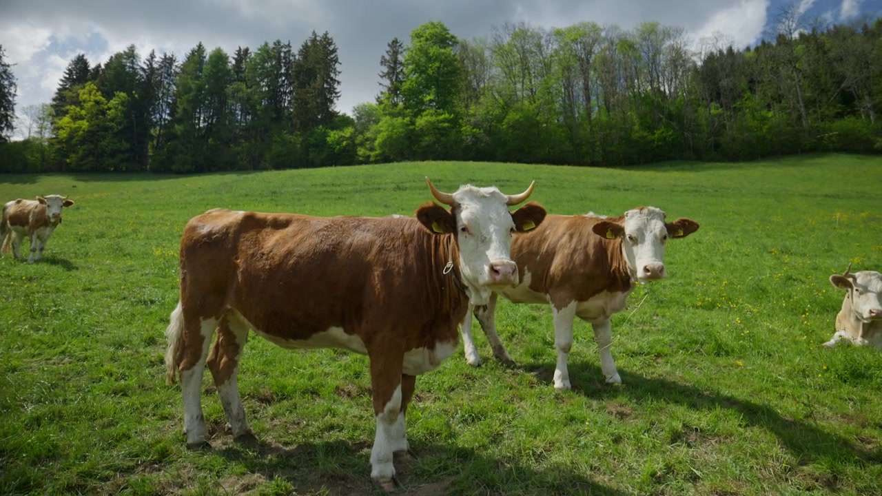 Inquadratura cinematografica dal basso di curiose mucche svizzere che si avvicinano alla telecamera in un pascolo verde vicino a Jaunpass nella regione della Gruyère in Svizzera sotto cieli primaverili drammatici.