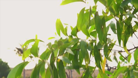 la hoja del árbol que crea el fondo de la naturaleza muestra el brillo y la frescura de los jardines