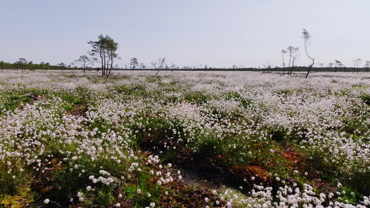 Drone scivola all'indietro sopra una tranquilla torbiera lettone ricoperta di fiori cotonosi