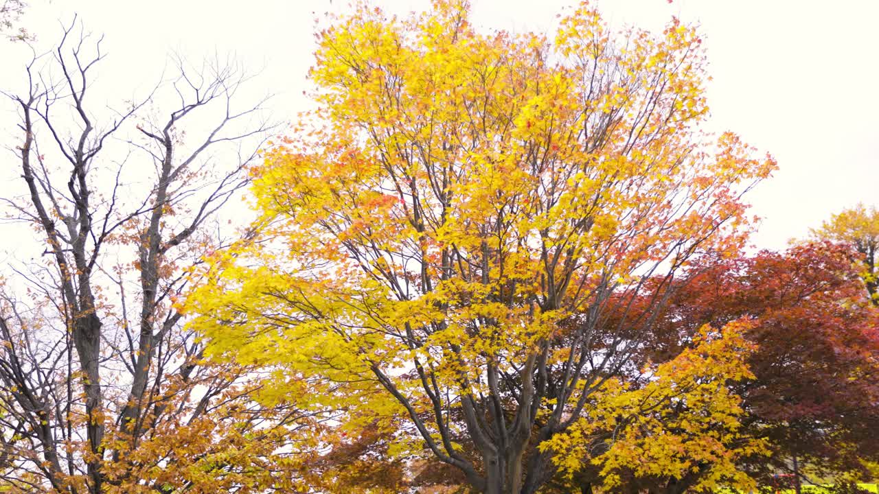 오타루 최고의 뷰