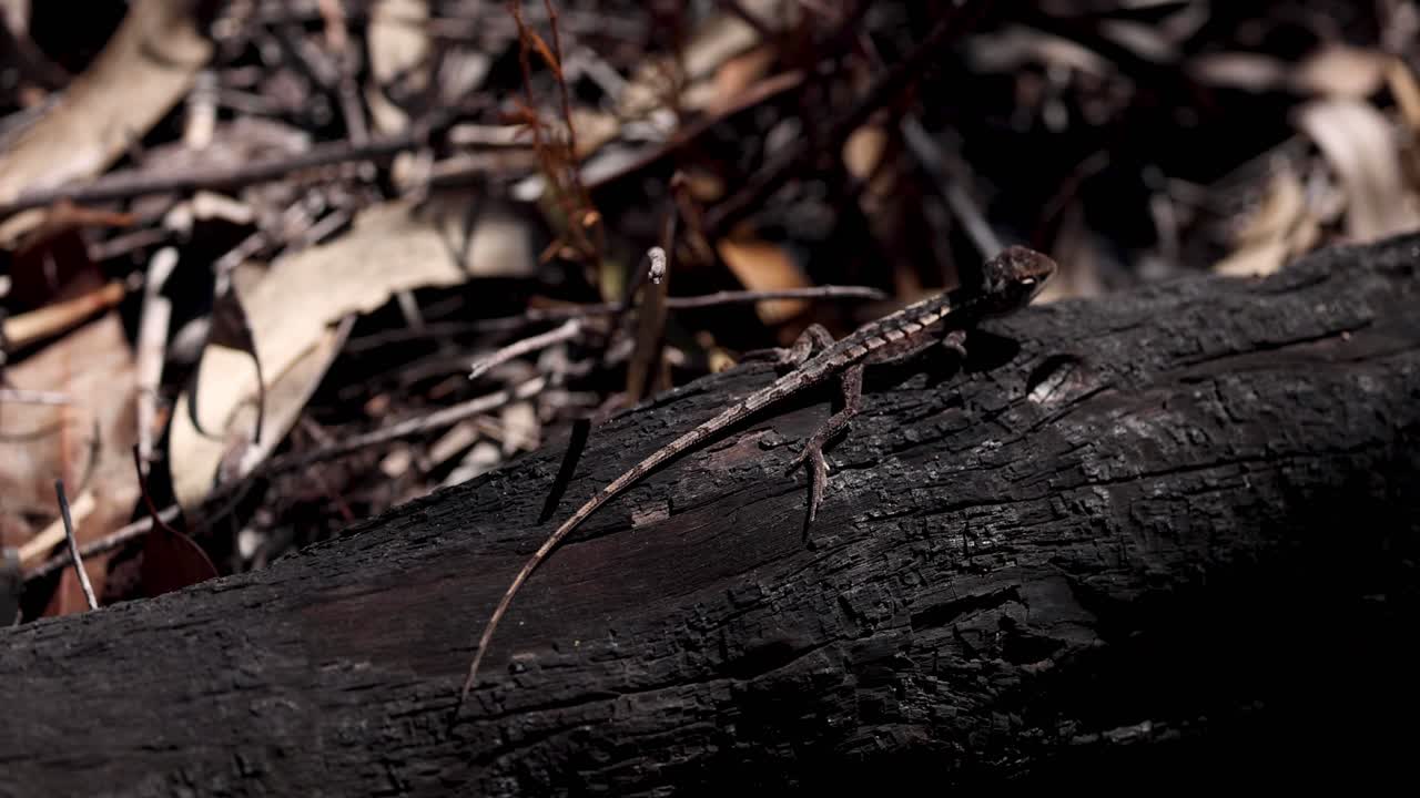 un lagarto se mueve a lo largo de un tronco carbonizado