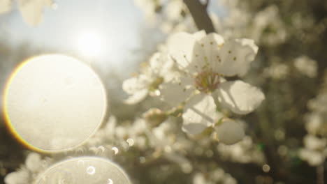 blooming spring flowers in sunlight