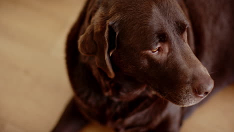 a brown labrador retriever looks off to the side with a pensive expression