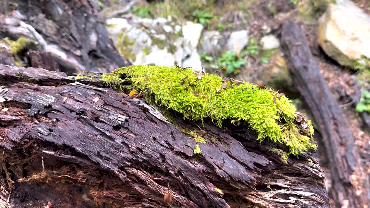 A serene view of vibrant green moss on a log in a lush forest setting, captured in natural daylight