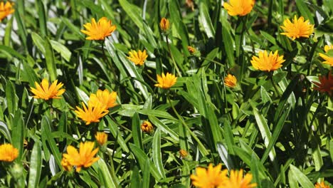 flores amarillas brillantes en medio de la hierba verde exuberante
