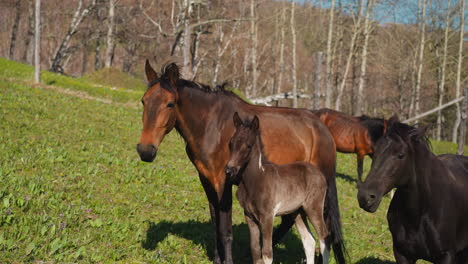 Chestnut-mare-nurses-little-foal-among-herd-on-green-meadow